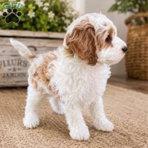 Penny, Mini Goldendoodle Puppy