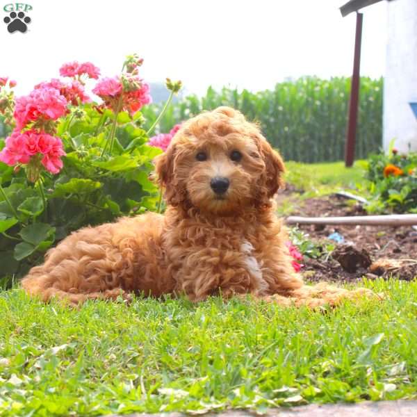 Pam, Mini Goldendoodle Puppy