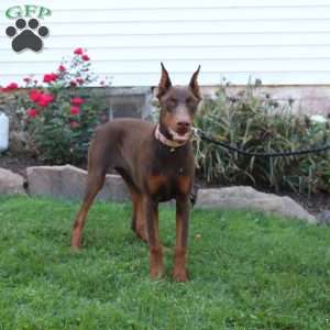 Tina, Doberman Pinscher Puppy