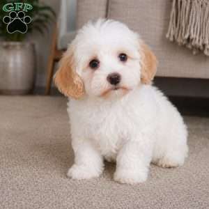 Daisy, Maltipoo Puppy