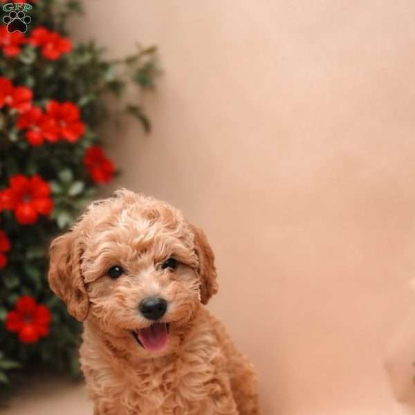 Mochi, Mini Labradoodle Puppy