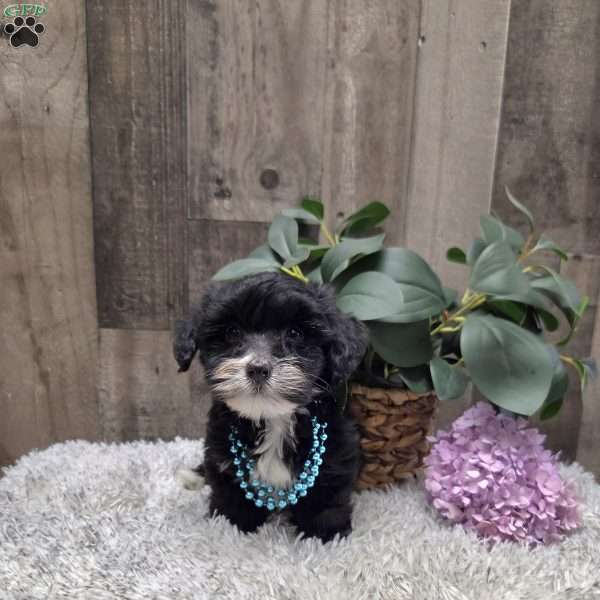 Rosie, Morkie-Poo Puppy