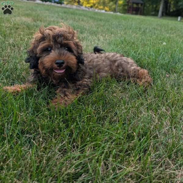 Galaxy, Shih-Poo Puppy