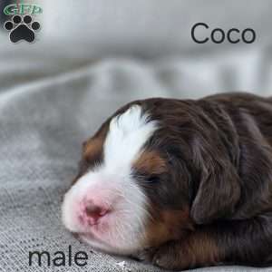 Coco, Mini Bernedoodle Puppy
