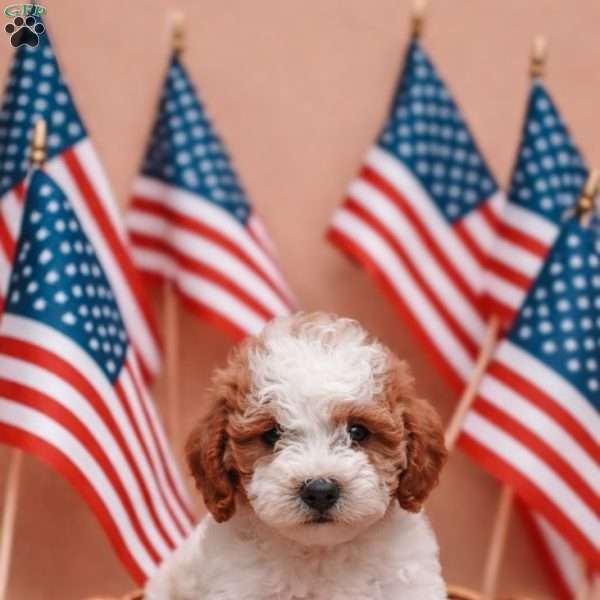 Maggie, Mini Labradoodle Puppy