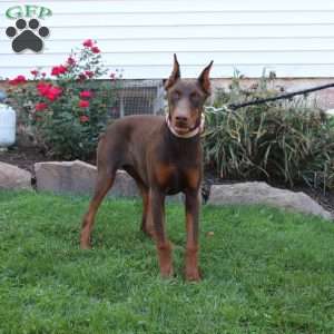 Tina, Doberman Pinscher Puppy