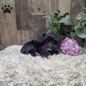 Ruthie, Morkie-Poo Puppy