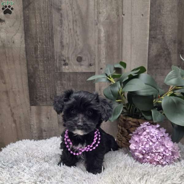 Ruthie, Morkie-Poo Puppy