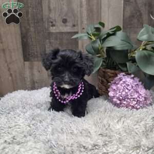 Ruthie, Morkie-Poo Puppy