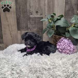 Ruthie, Morkie-Poo Puppy
