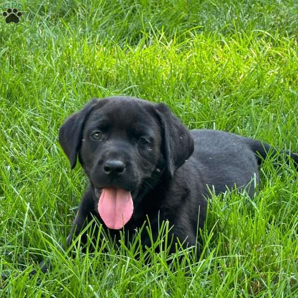 Boss, Black Labrador Retriever Puppy