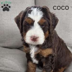 Coco, Mini Bernedoodle Puppy