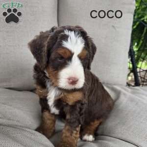 Coco, Mini Bernedoodle Puppy