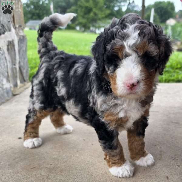 Cookie, Mini Bernedoodle Puppy