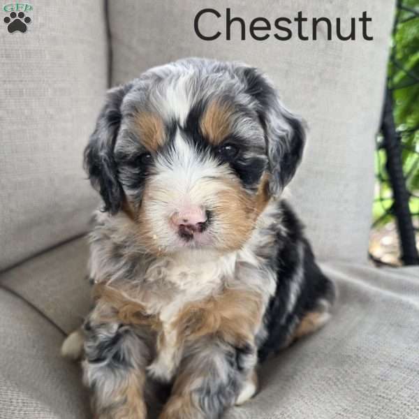 Chestnut, Mini Bernedoodle Puppy