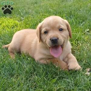 Autumn, Fox Red Labrador Retriever Puppy