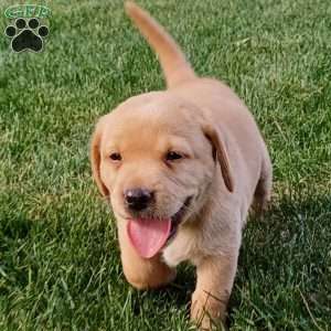 Amber, Fox Red Labrador Retriever Puppy