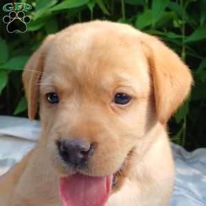 Autumn, Fox Red Labrador Retriever Puppy