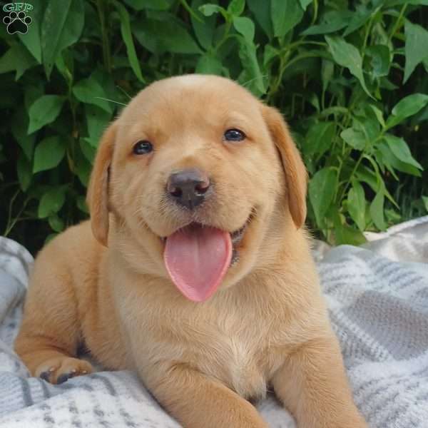 Amber, Fox Red Labrador Retriever Puppy