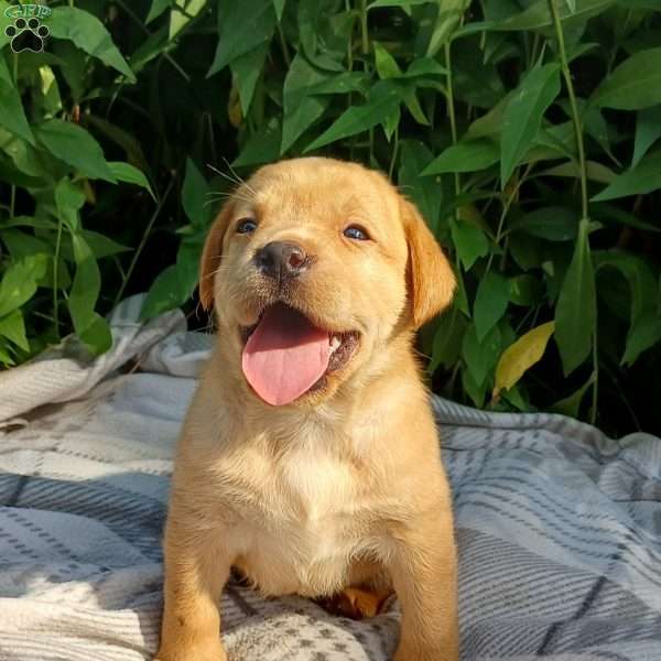 Autumn, Fox Red Labrador Retriever Puppy
