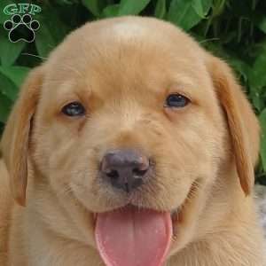 Amber, Fox Red Labrador Retriever Puppy