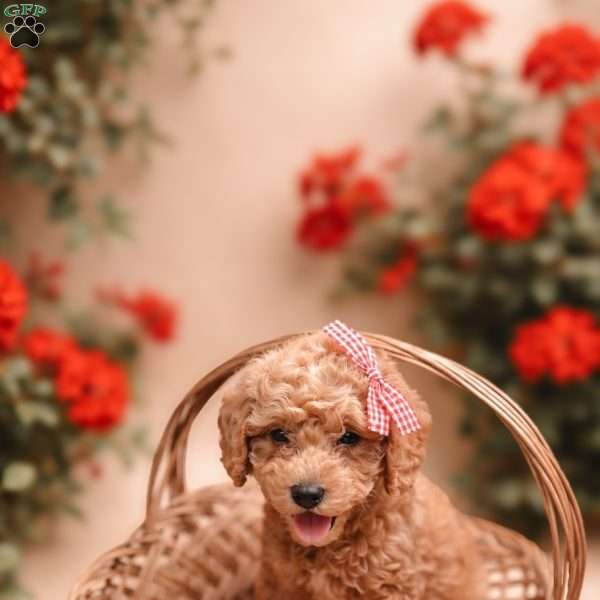 Molly, Mini Labradoodle Puppy