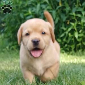 Autumn, Fox Red Labrador Retriever Puppy