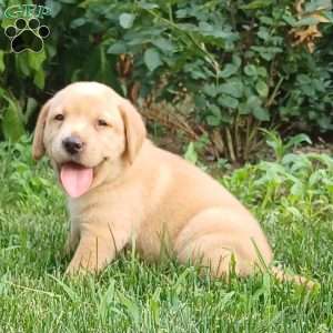 Amber, Fox Red Labrador Retriever Puppy