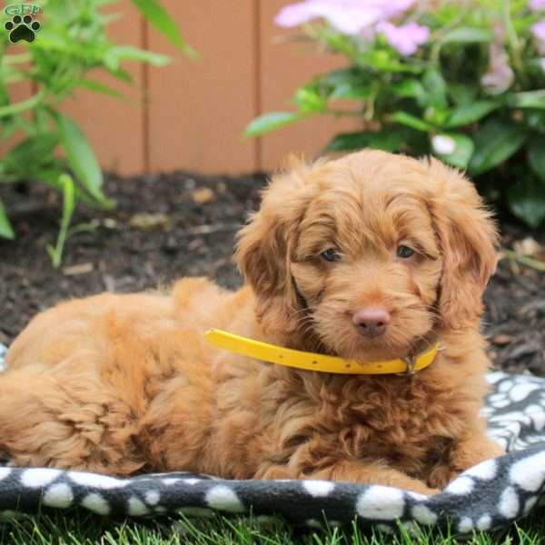 Abby, Mini Goldendoodle Puppy