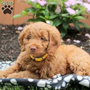 Abby, Mini Goldendoodle Puppy
