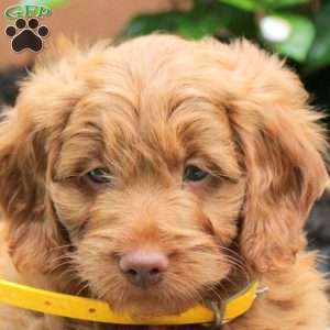 Abby, Mini Goldendoodle Puppy