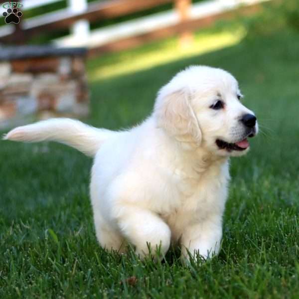 Abby, English Cream Golden Retriever Puppy