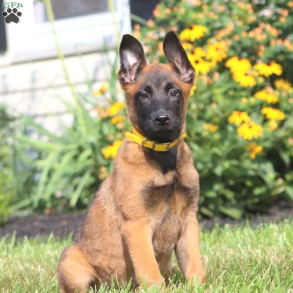 Abby, Belgian Malinois Puppy