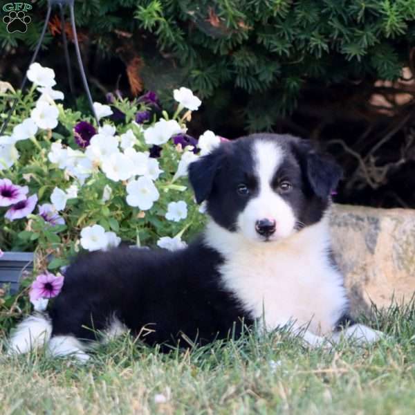 Abby, Border Collie Puppy