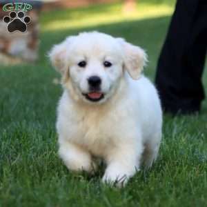 Abby, English Cream Golden Retriever Puppy