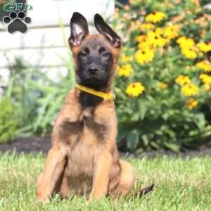 Abby, Belgian Malinois Puppy