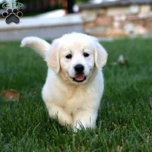 Abby, English Cream Golden Retriever Puppy
