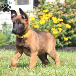 Abby, Belgian Malinois Puppy