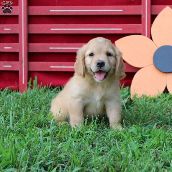 Abigail, Miniature Golden Retriever Puppy