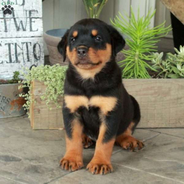 Ace, Rottweiler Puppy