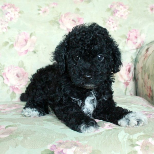 Ace, Toy Poodle Puppy