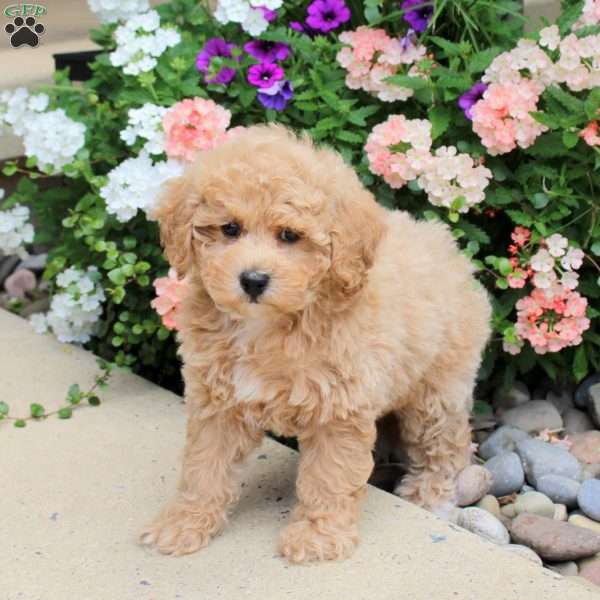 Ace, Bich-Poo Puppy
