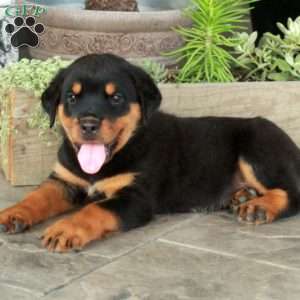 Ace, Rottweiler Puppy