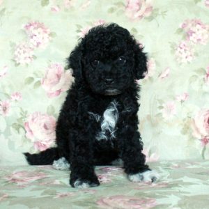 Ace, Toy Poodle Puppy