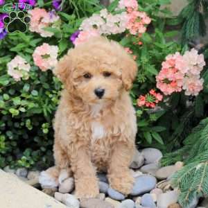 Ace, Bich-Poo Puppy