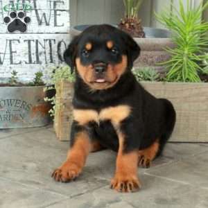 Ace, Rottweiler Puppy