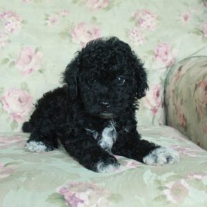Ace, Toy Poodle Puppy