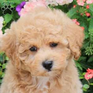 Ace, Bich-Poo Puppy