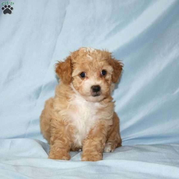 Ace, Maltipoo Puppy