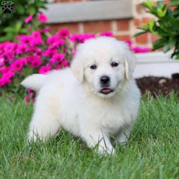 Ace, English Cream Golden Retriever Puppy